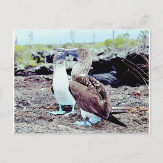 Blue Footed Boobies, Galapagos-eilanden Briefkaart (Voorkant)