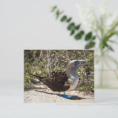 Blue-Footed Booby met eieren Briefkaart (Staand voorkant)