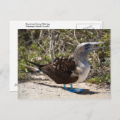 Blue-Footed Booby met eieren Briefkaart (Voorkant / Achterkant)