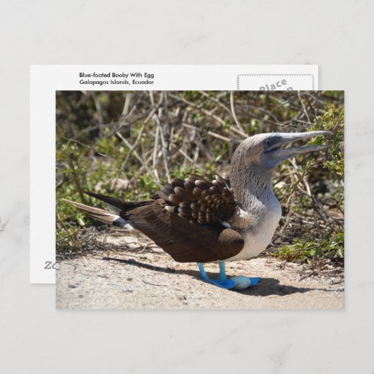Blue-Footed Booby met eieren Briefkaart (Voorkant / Achterkant)