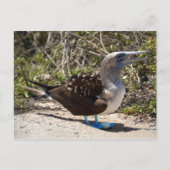 Blue-Footed Booby met eieren Briefkaart (Voorkant)