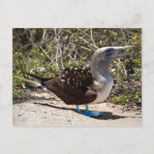 Blue-Footed Booby met eieren Briefkaart