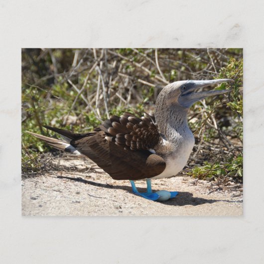 Blue-Footed Booby met eieren Briefkaart (Voorkant)