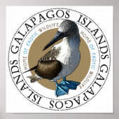 Blue Footed Booby Poster (Voorkant)