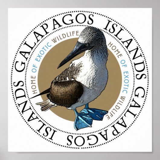 Blue Footed Booby Poster (Voorkant)