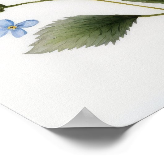 Blue Forget Me Nots Flower Art Print Poster (Hoek)