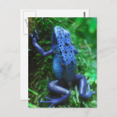 blue-frog-1.jpg briefkaart (Voorkant / Achterkant)