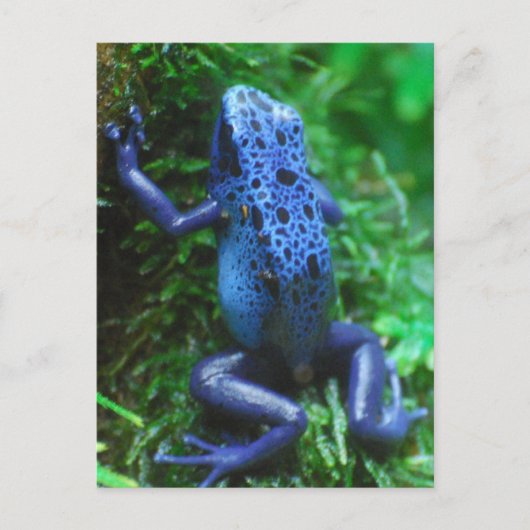 blue-frog-1.jpg briefkaart (Voorkant)