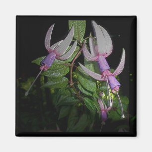 Blue Fushia Magnet