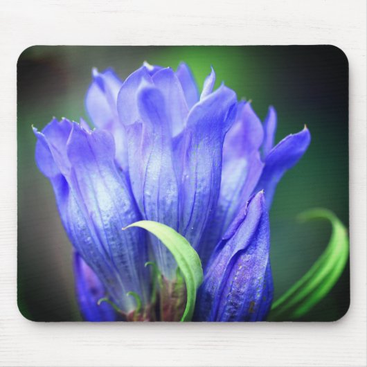 Blue Gentian Flower Muismat (Voorkant)