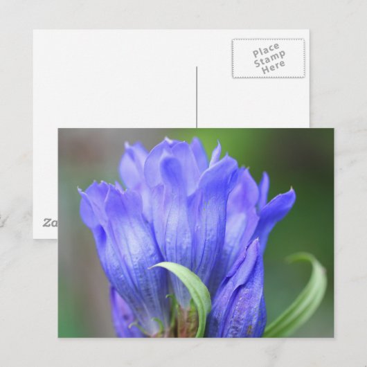 Blue Gentian Flower Photography Briefkaart (Voorkant / Achterkant)