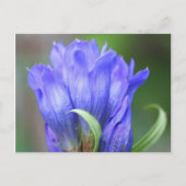 Blue Gentian Flower Photography Briefkaart (Voorkant)