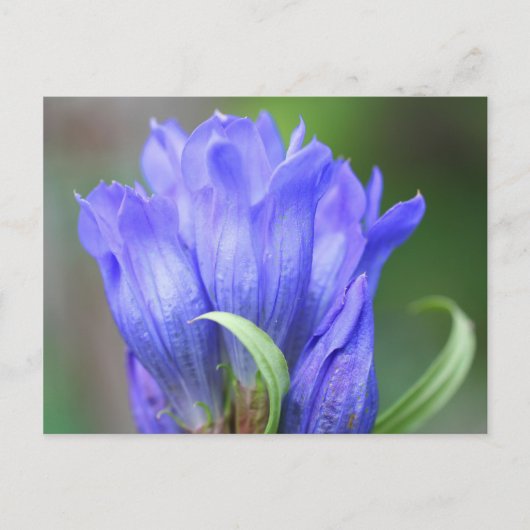 Blue Gentian Flower Photography Briefkaart (Voorkant)