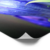 Blue Gentian Flower Poster (Hoek)