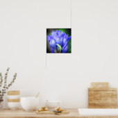 Blue Gentian Flower Poster (Keuken)