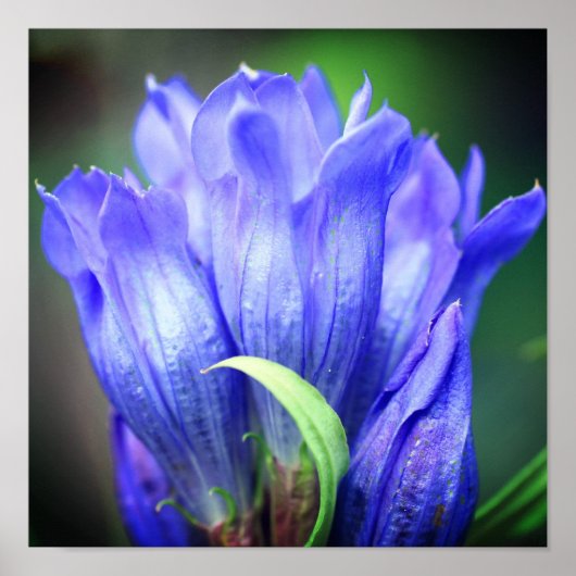 Blue Gentian Flower Poster (Voorkant)
