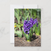 Blue Geocinth in Spring (Voorkant)