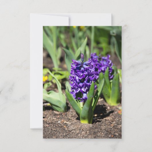 Blue Geocinth in Spring (Voorkant)