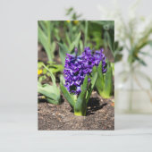 Blue Geocinth in Spring (Staand voorkant)