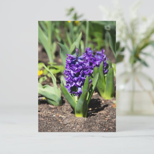 Blue Geocinth in Spring (Staand voorkant)