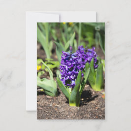 Blue Geocinth in Spring