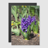 Blue Geocinth in Spring (Voorkant / Achterkant)