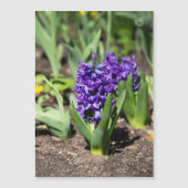 Blue Geocinth in Spring (Voorkant)