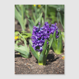 Blue Geocinth in Spring