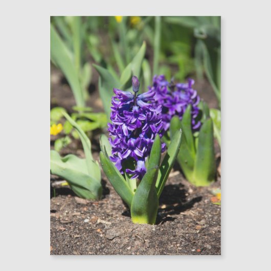 Blue Geocinth in Spring (Voorkant)