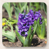 Blue Geocinth in Spring Bier Onderzetter (Voorkant)