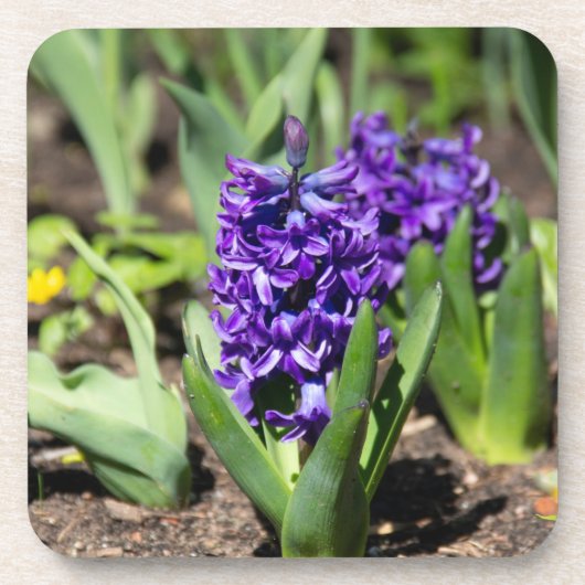 Blue Geocinth in Spring Bier Onderzetter (Voorkant)