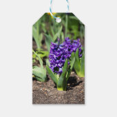 Blue Geocinth in Spring Cadeaulabel (Voorkant)
