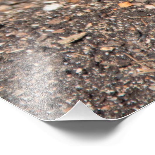 Blue Geocinth in Spring Foto Afdruk (Hoek)