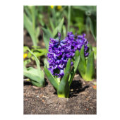 Blue Geocinth in Spring Foto Afdruk (Voorkant)