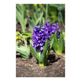 Blue Geocinth in Spring Foto Afdruk