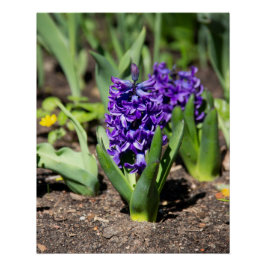 Blue Geocinth in spring Foto afdrukken