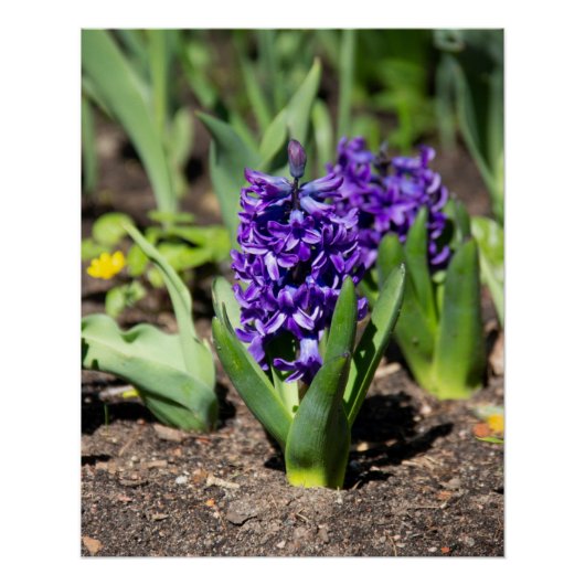 Blue Geocinth in spring Foto afdrukken (Voorkant)