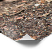 Blue Geocinth in spring Foto afdrukken (Hoek)