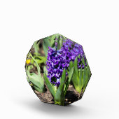 Blue Geocinth in Spring Fotoblokken (Rechts)