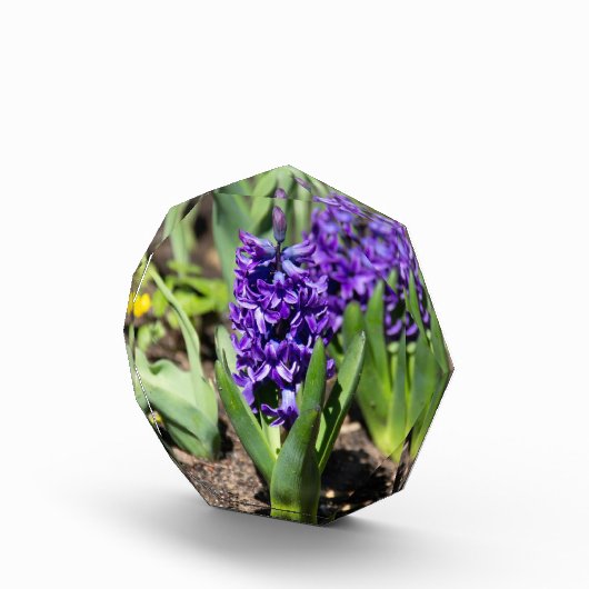 Blue Geocinth in Spring Fotoblokken (Rechts)