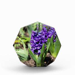 Blue Geocinth in Spring Fotoblokken