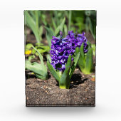 Blue Geocinth in Spring Fotoblokken (Voorkant)