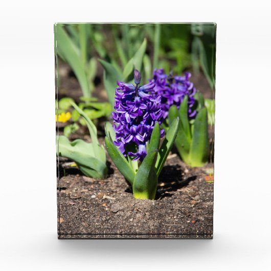 Blue Geocinth in Spring Fotoblokken (Voorkant)