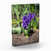 Blue Geocinth in Spring Fotoblokken (Links)