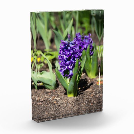 Blue Geocinth in Spring Fotoblokken (Links)