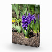 Blue Geocinth in Spring Fotoblokken (Rechts)