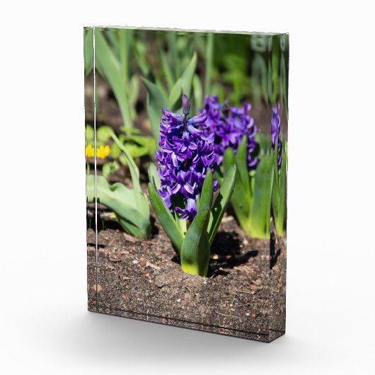 Blue Geocinth in Spring Fotoblokken (Rechts)