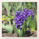 Blue Geocinth in Spring Glazen Onderzetter (Voorkant)