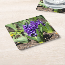 Blue Geocinth in Spring Kartonnen Onderzetters