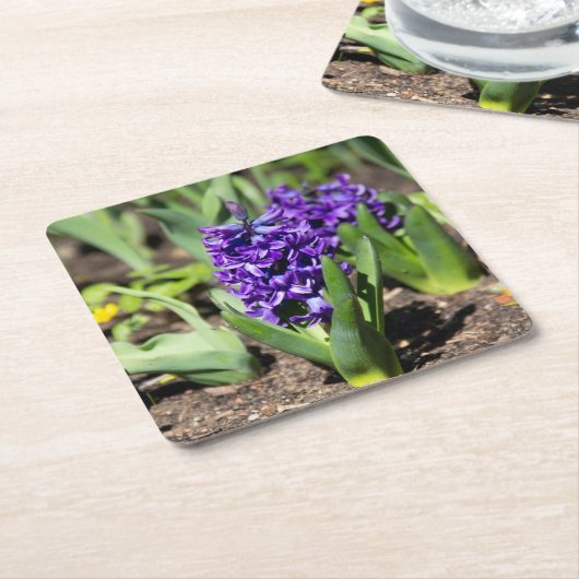 Blue Geocinth in Spring Kartonnen Onderzetters (Schuin)